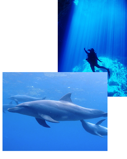 Apnea Academy Japan